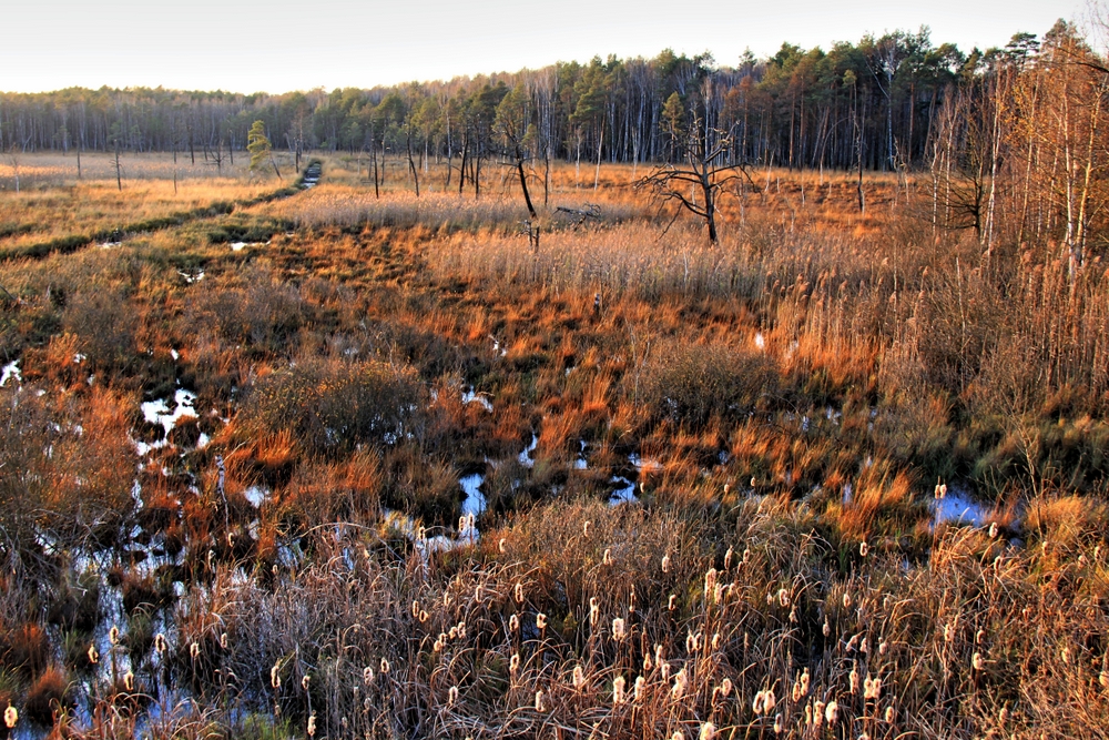 Dubringer Moor (3)