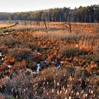 Dubringer Moor (3)