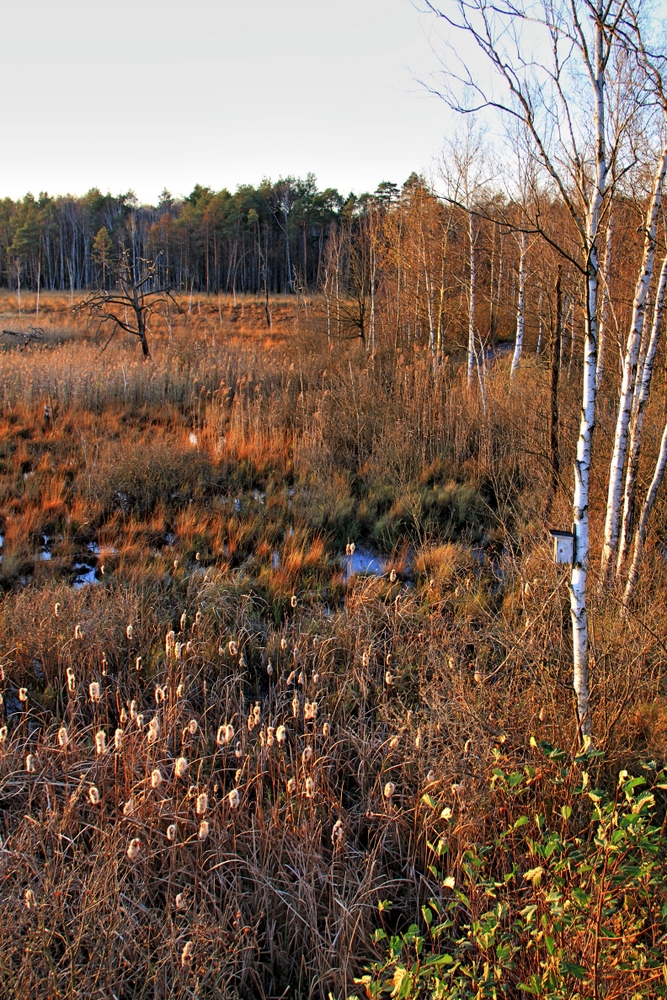 Dubringer Moor (4)