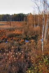 Dubringer Moor (4)