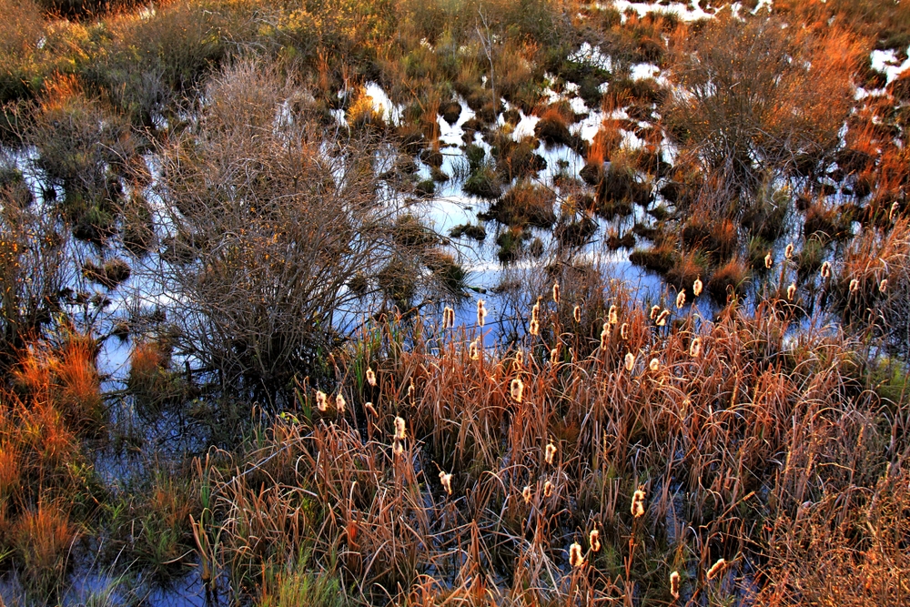 Dubringer Moor (5)