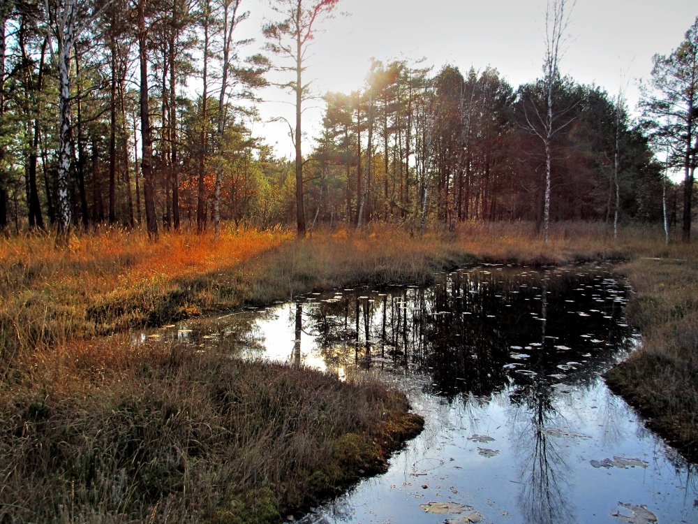 Dubringer Moor (9)