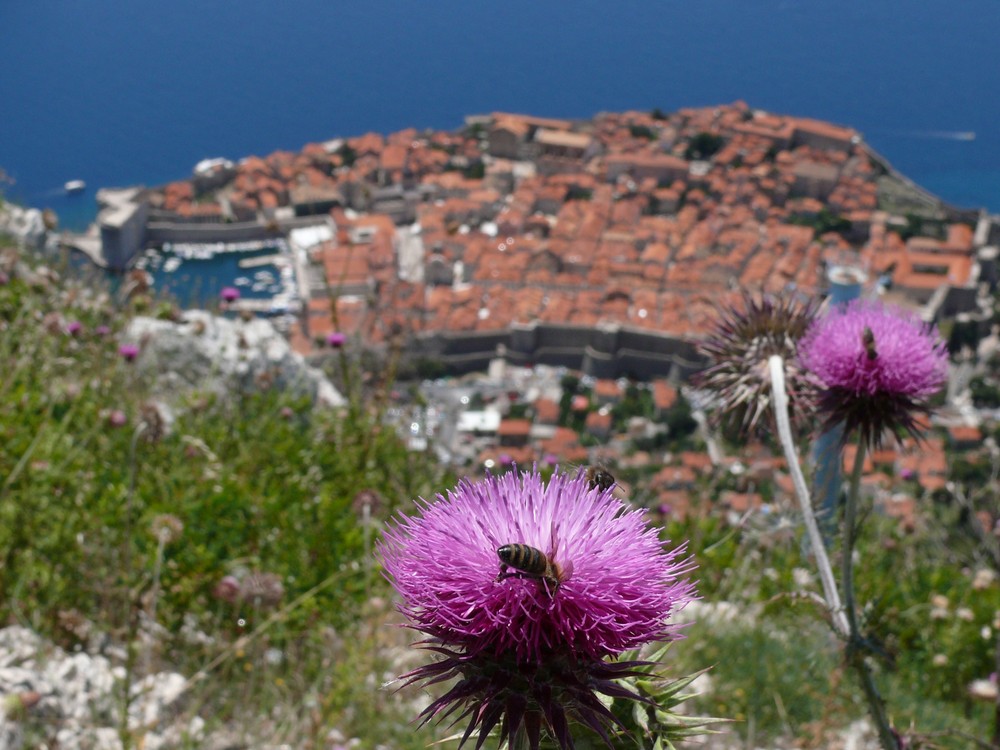 Dubrovnik