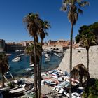 Dubrovnik hinter sterbenden Palmen