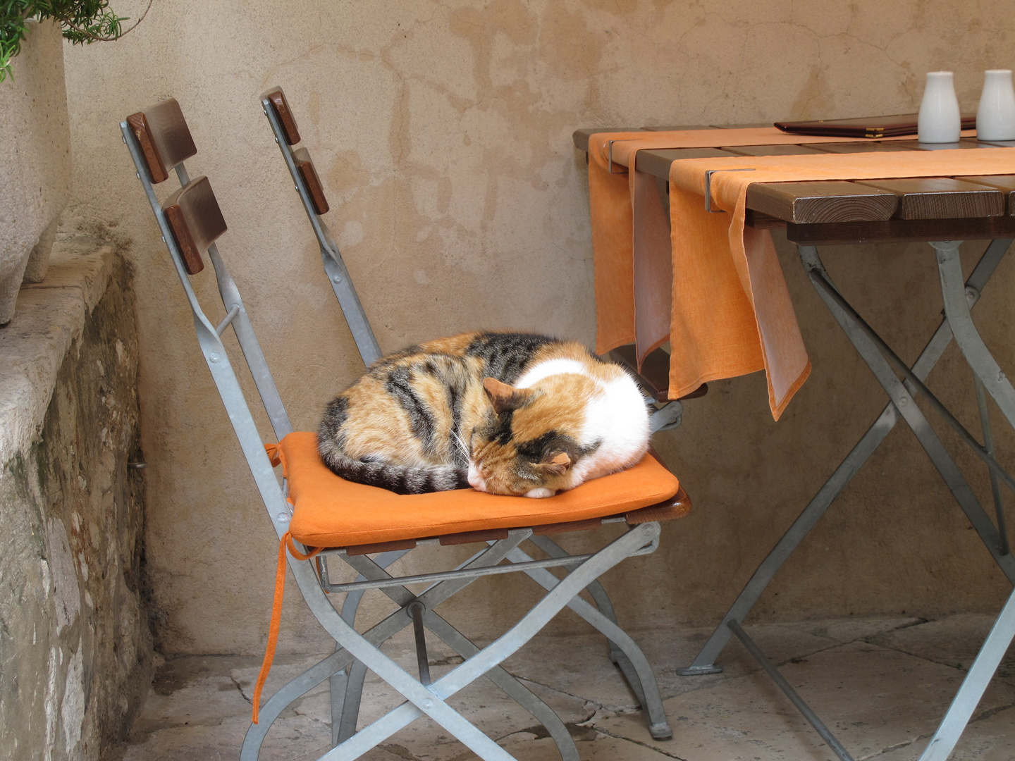 Dubrovnik Stadtkatze