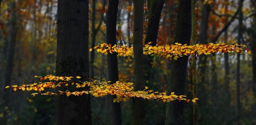 Duchblick im herbstlichen Wald...