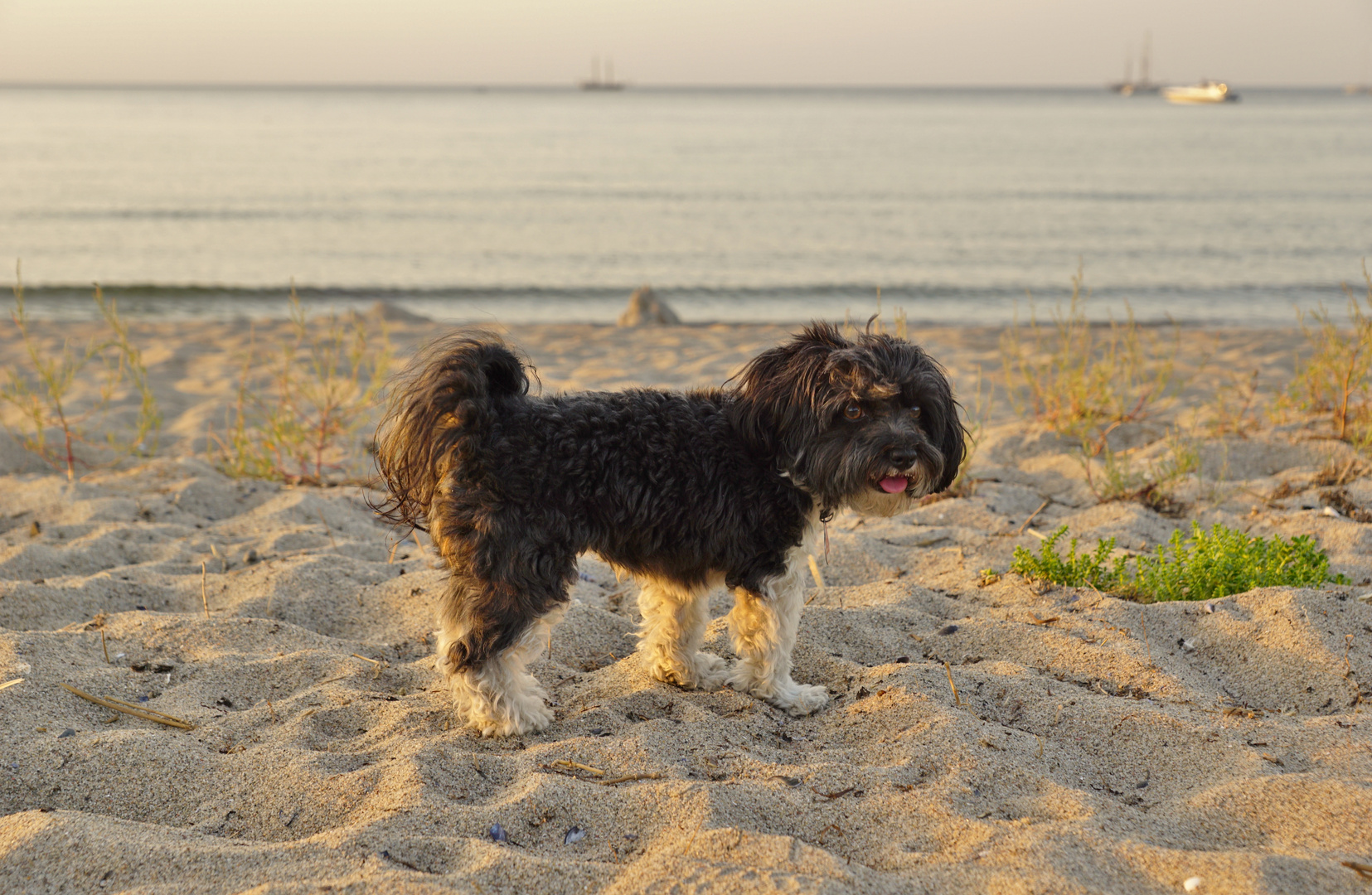 Duchess am Strand von Warnemünde