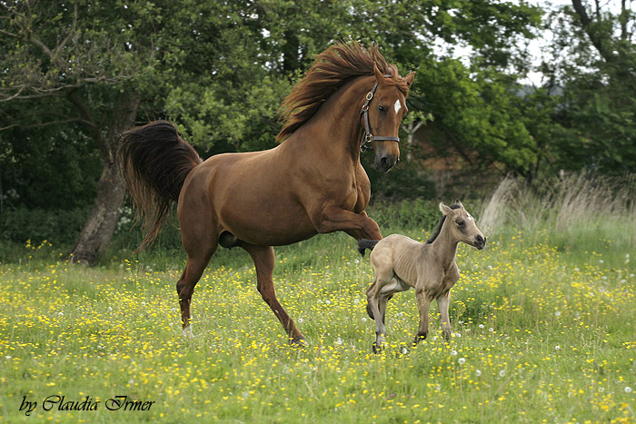 Duchess & Dusty