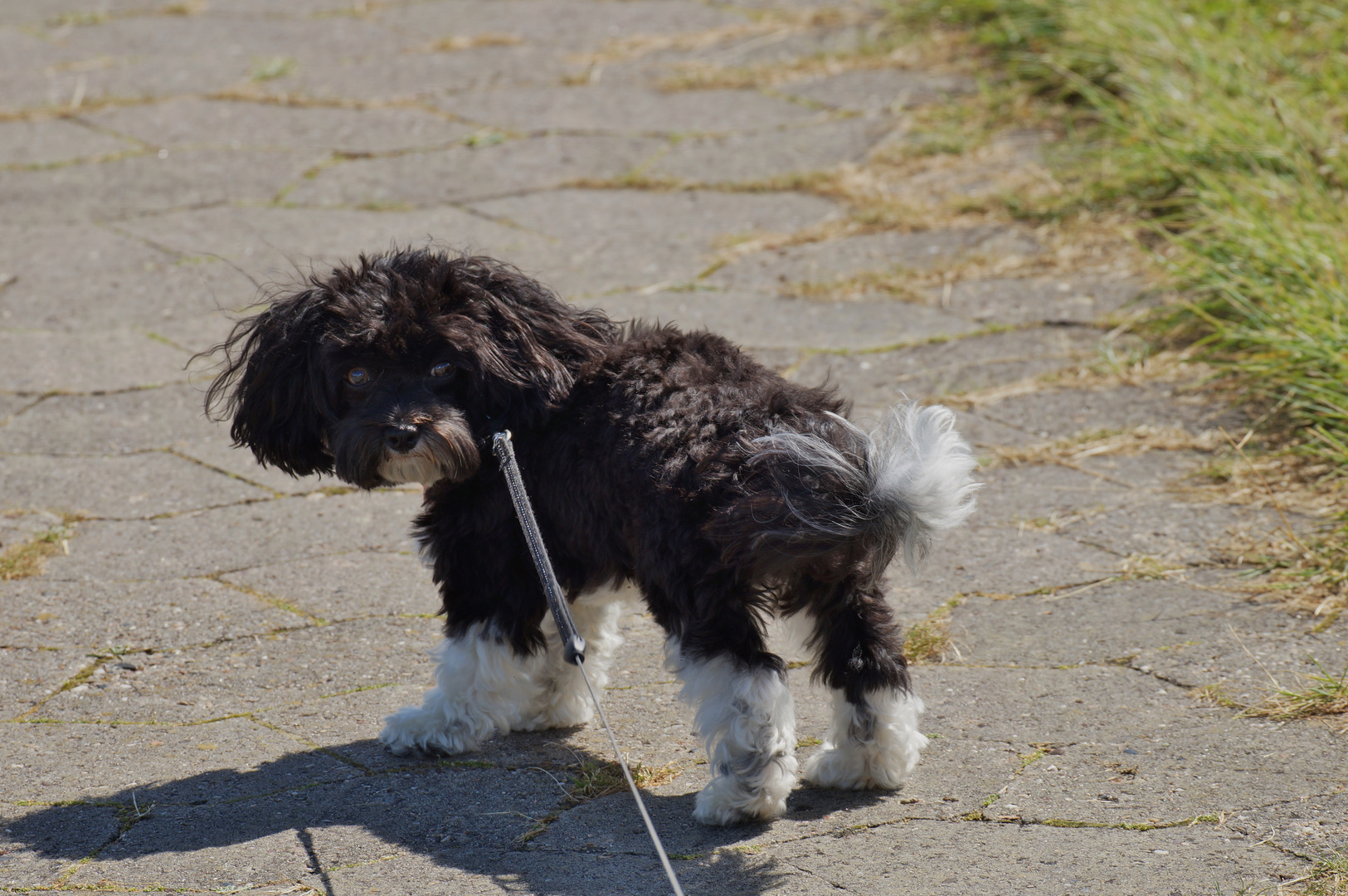 Duchess hatte Geburtstag