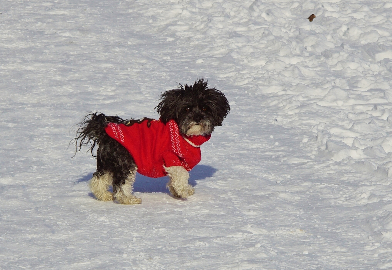 Duchess im Rentierpulli