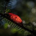 Duchleuchtet - Eingebettet im Nadelbett