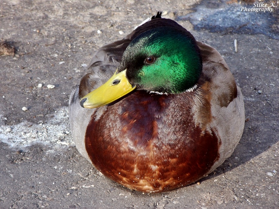 Duck 01