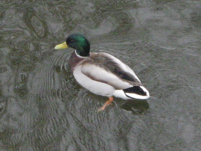 duck