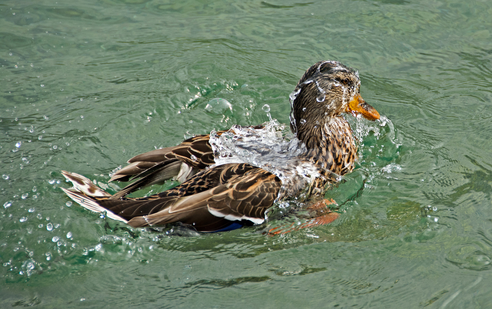 Duck Foto & Bild | tiere, wildlife, wild lebende vögel Bilder auf ...