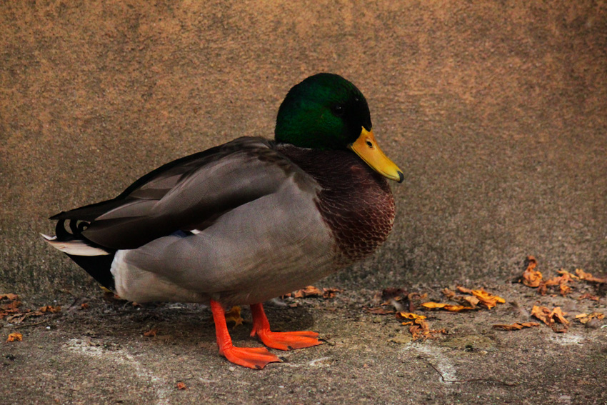 duck