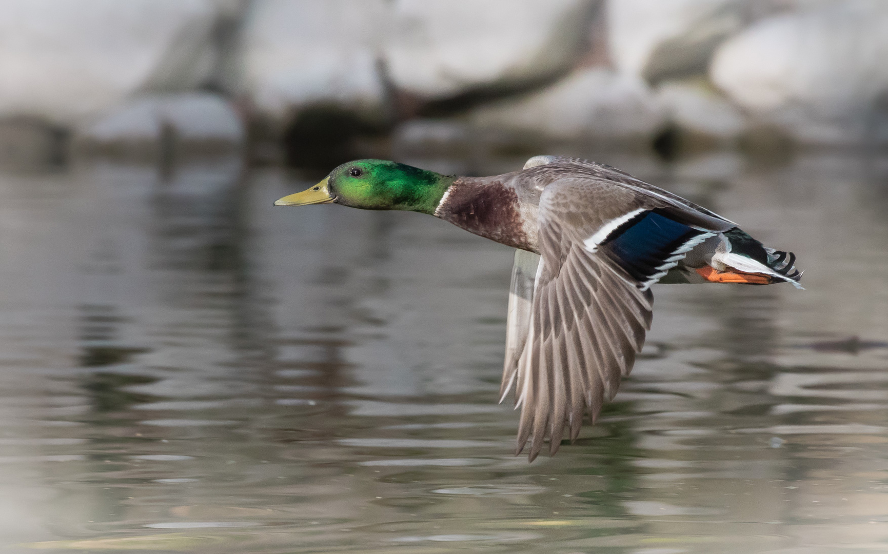 Duck Foto & Bild | tiere, wildlife, wild lebende vögel Bilder auf ...