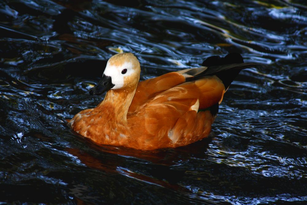 Duck by iak 