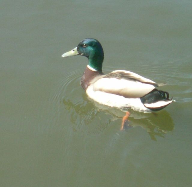 Duck!!