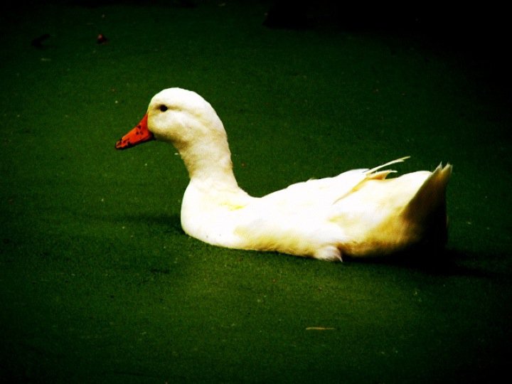 duck?