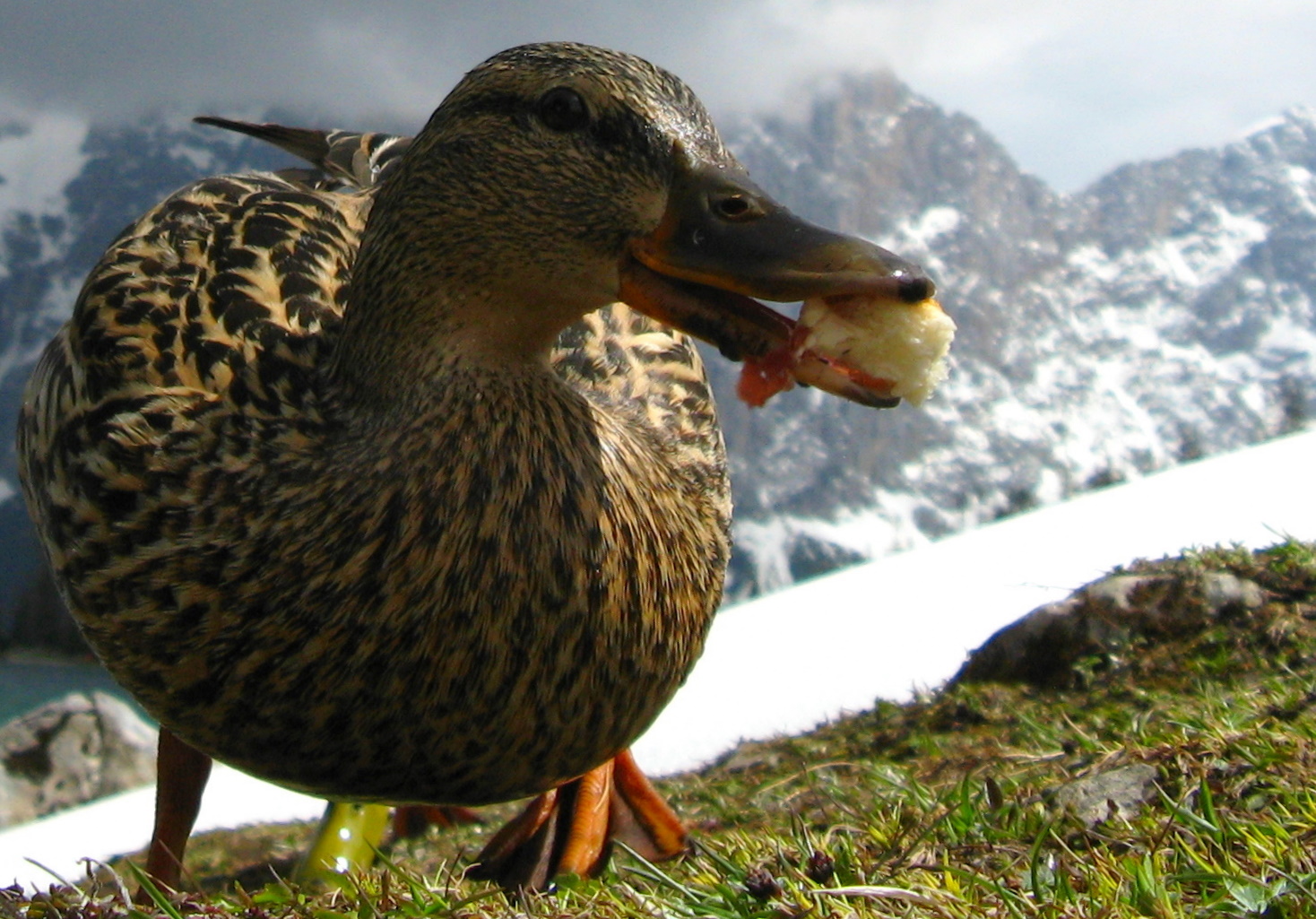 duck am sebensee