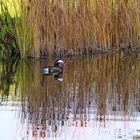 Duck at the Edge of the Water – '6'