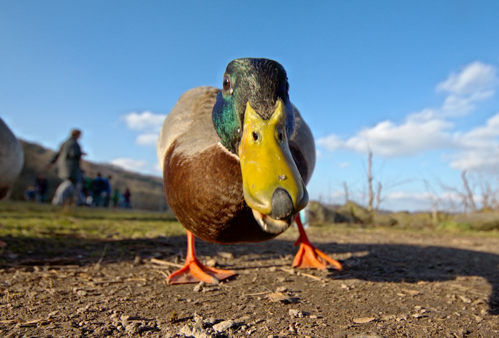 Duck Attack!