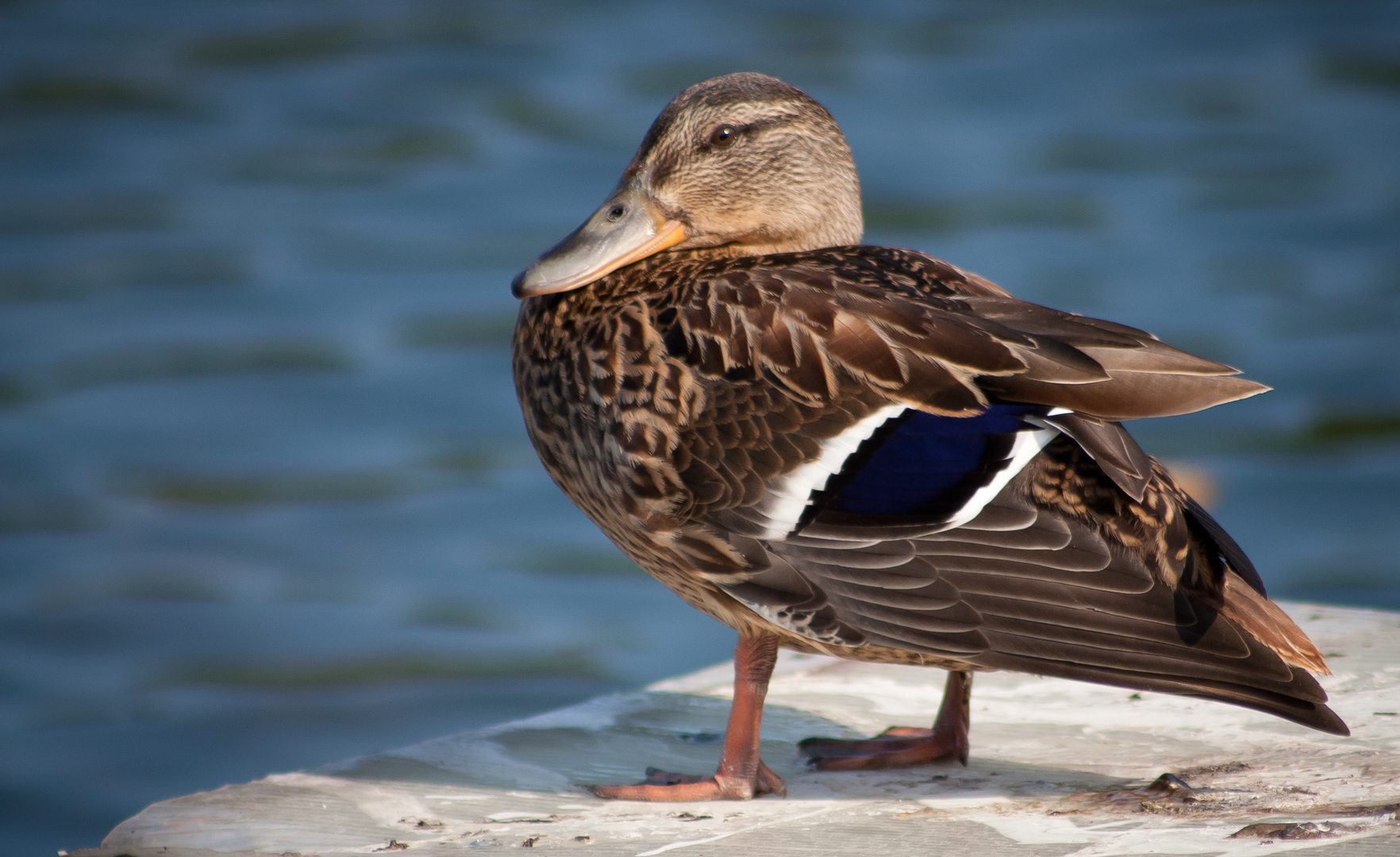 Duck Attack