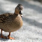 duck