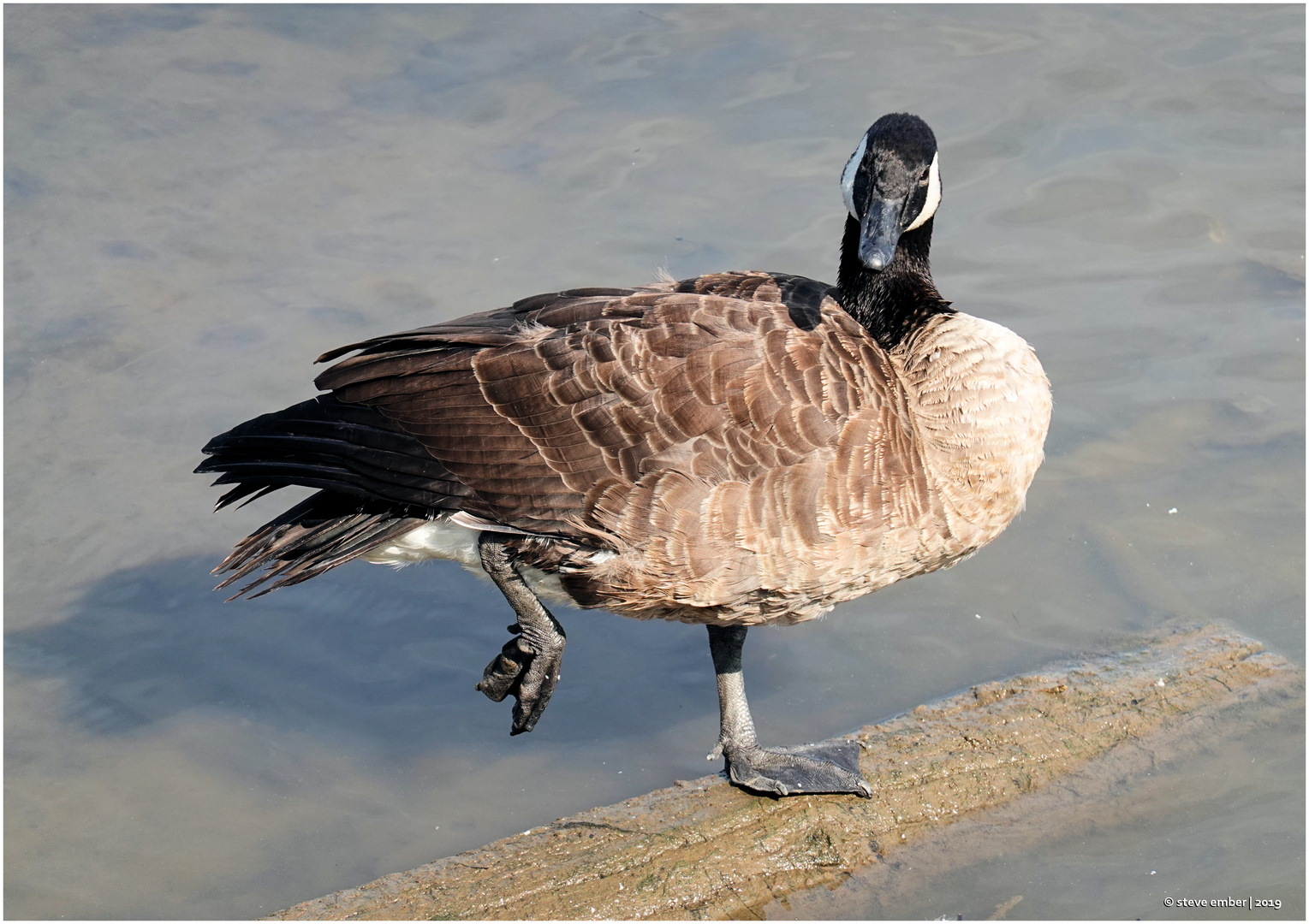 Duck Balancing Act