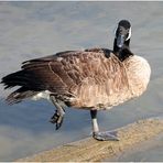 Duck Balancing Act