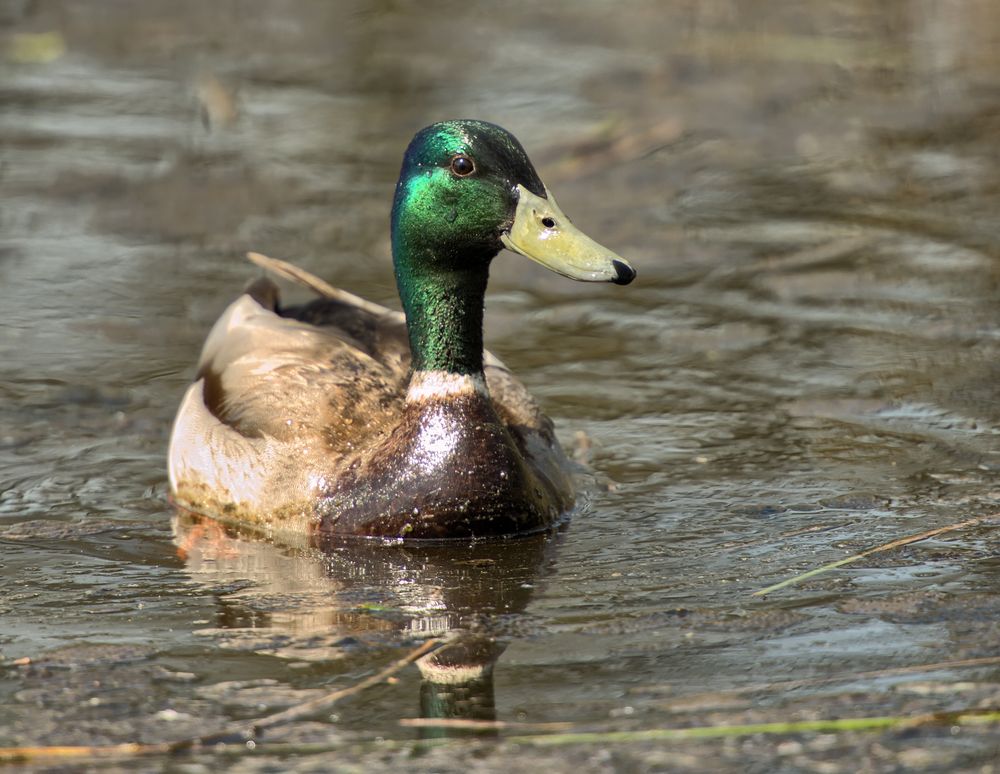 duck beauty