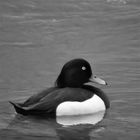 Duck Black White