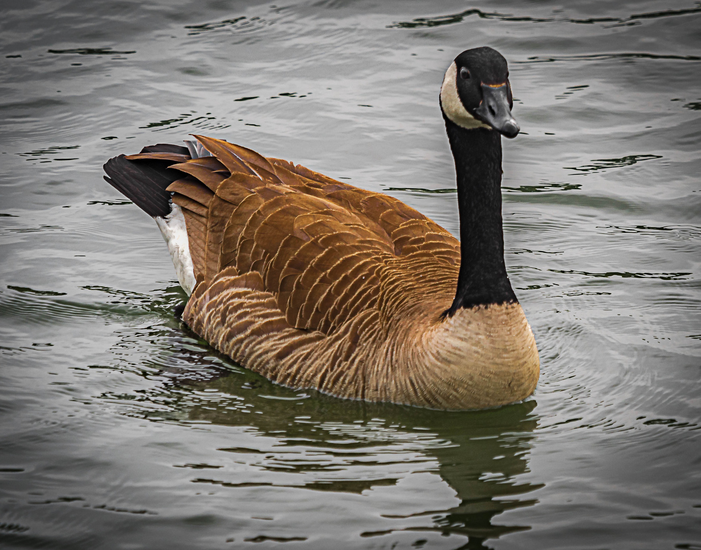 Duck Foto & Bild | animals, wildlife, birds Bilder auf fotocommunity