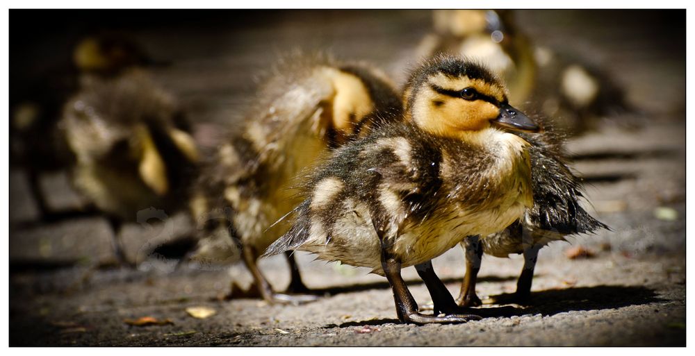 duck chick