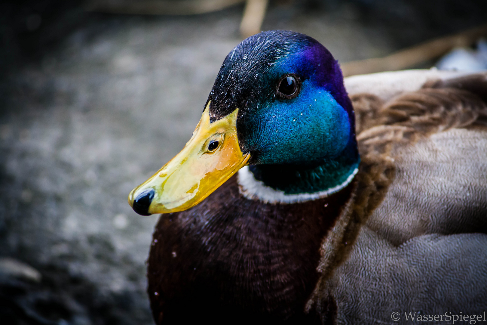 Duck color