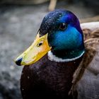 Duck color