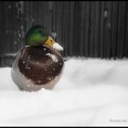 Duck colors