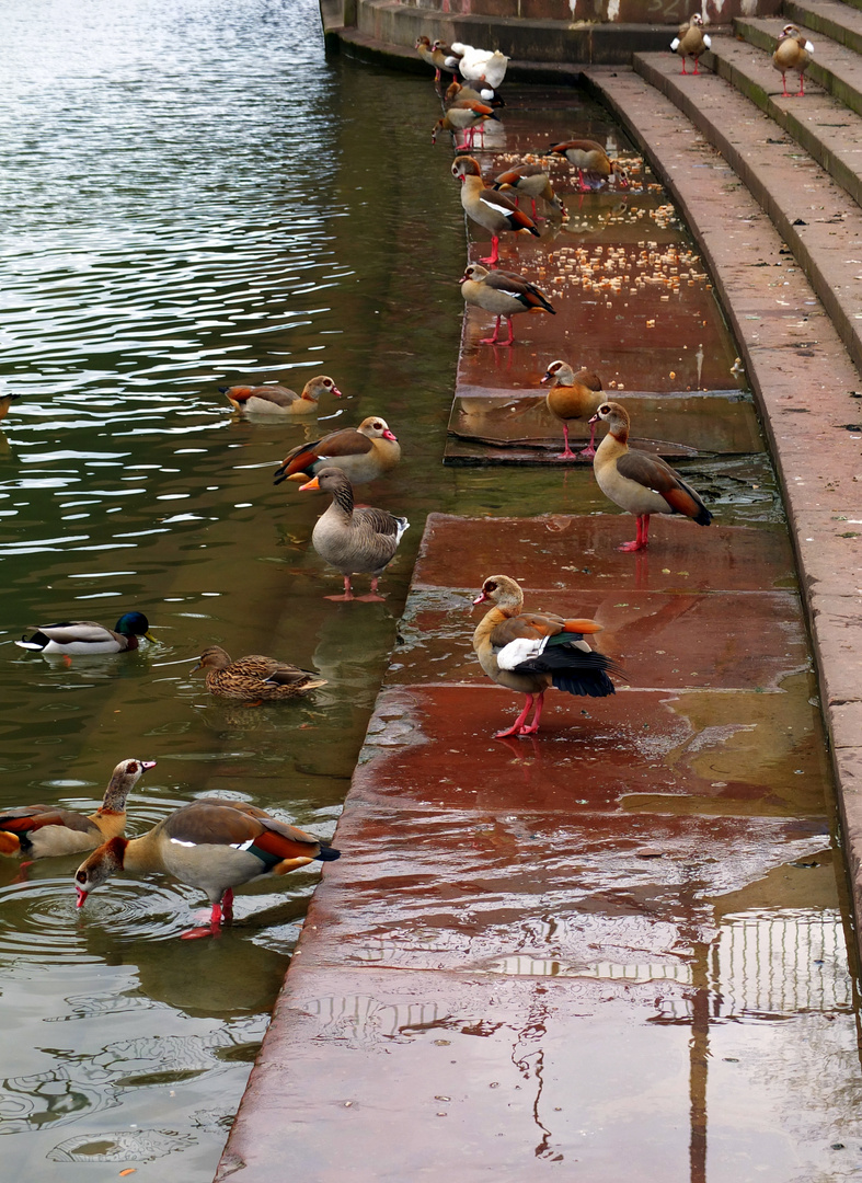 Duck community