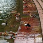 Duck community