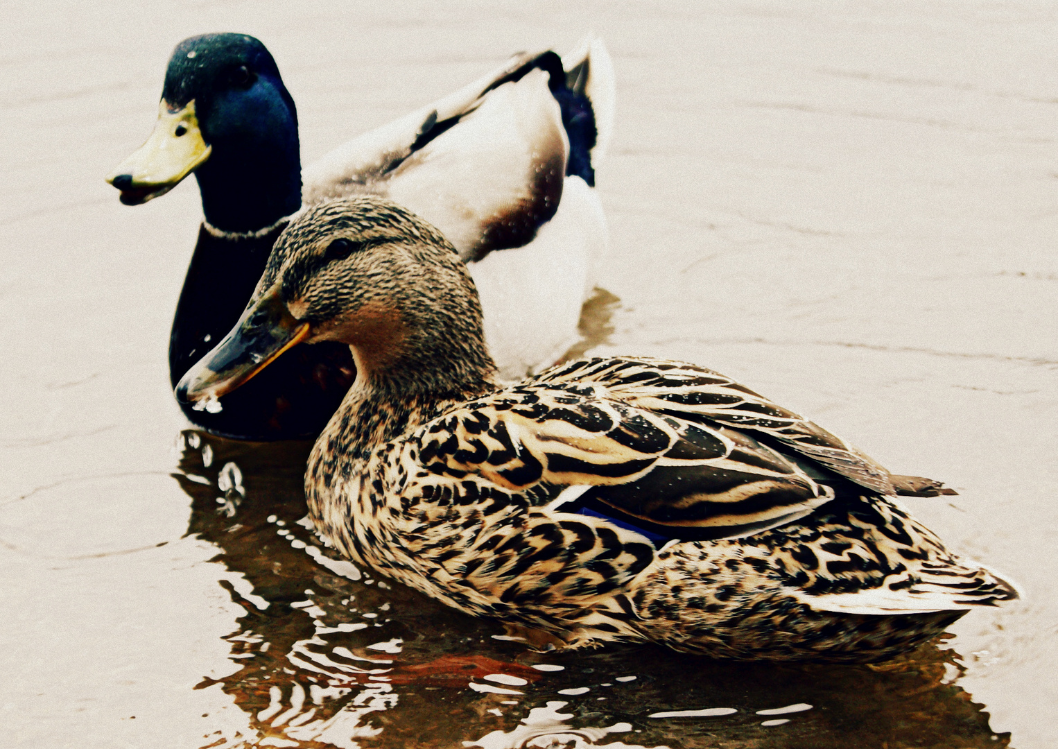 Duck Couple