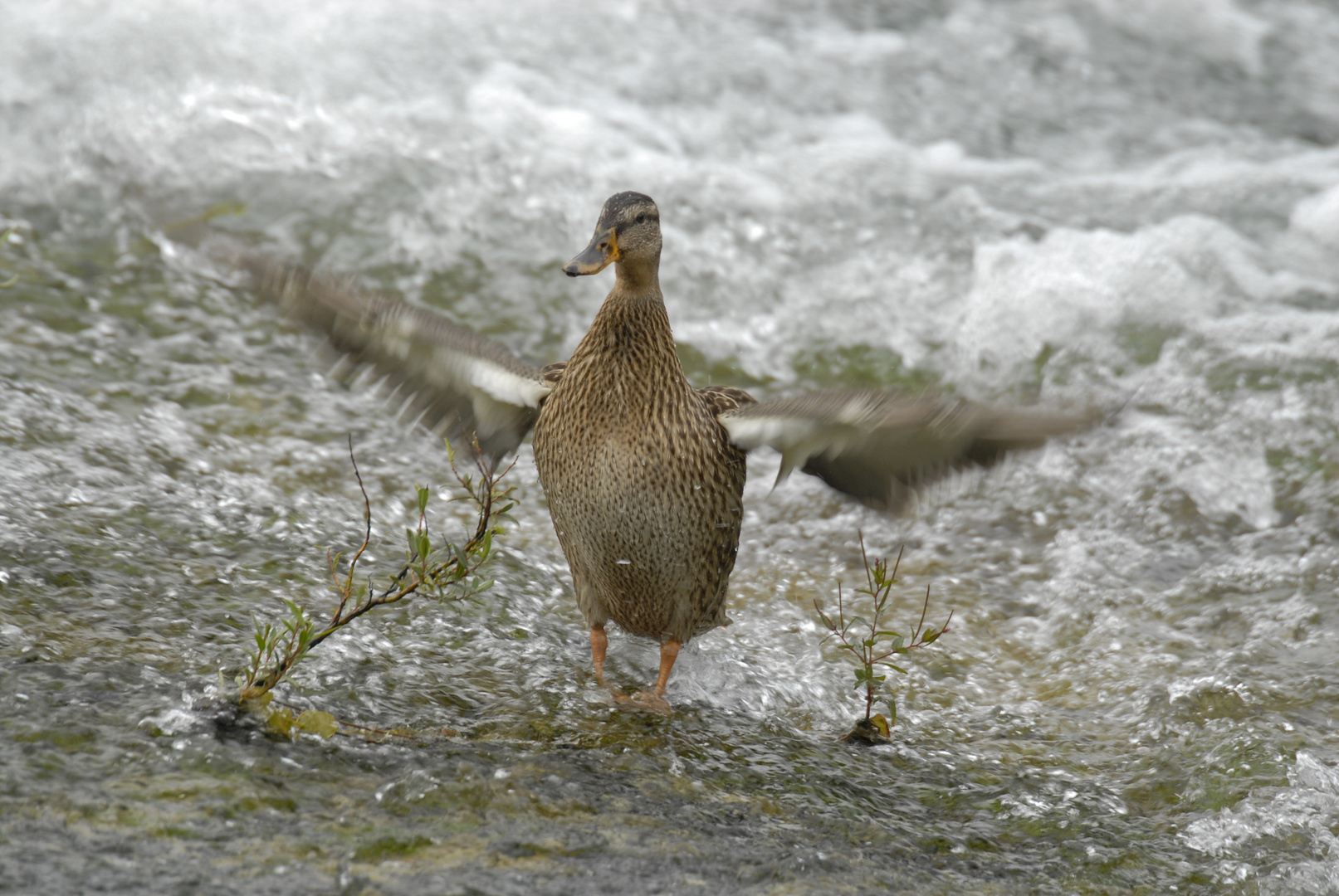 Duck-Dancing