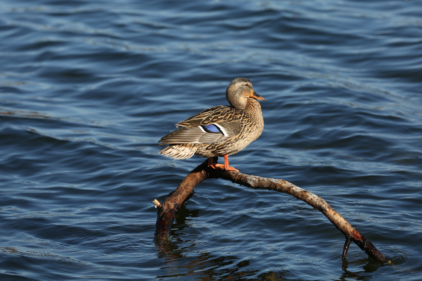 Duck enjoys the first spring sun