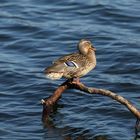 Duck enjoys the first spring sun