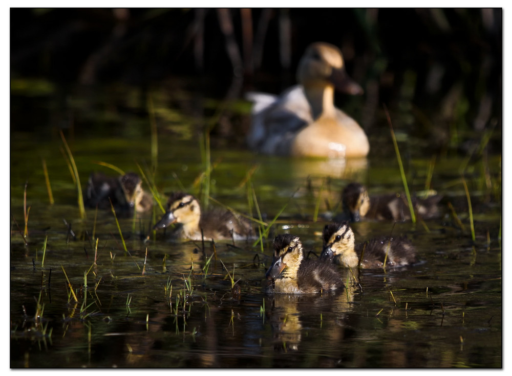 Duck Family 2