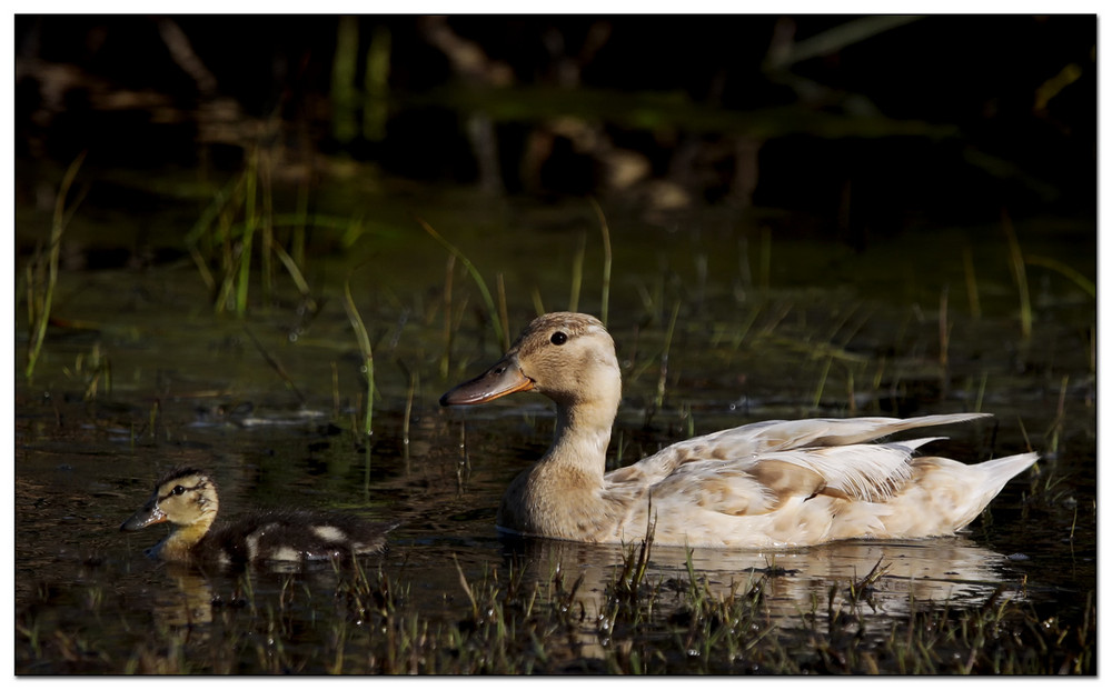 Duck Family 3