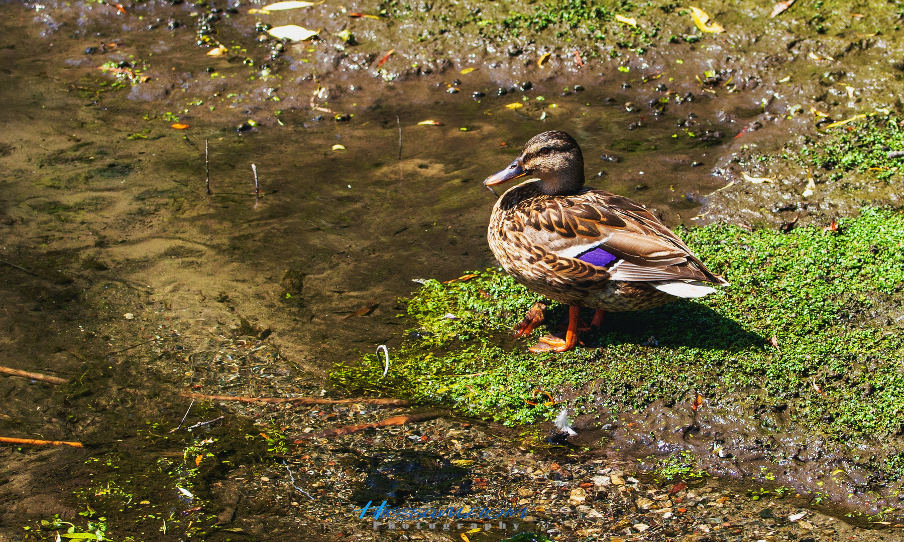 DUCK Family 