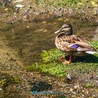 DUCK Family 