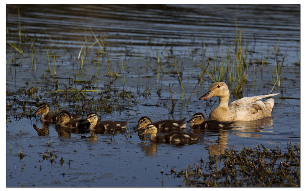 Duck Family 4