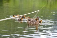 duck family