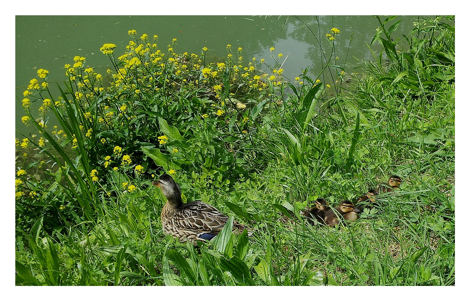 Duck family